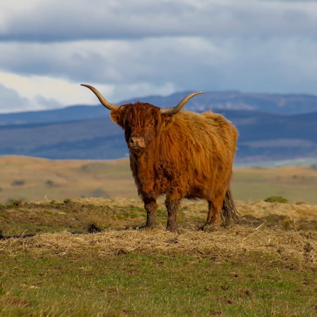 Scotland’s Ruminants Tour — Instagram source 1, image 2, posted by @osuansci