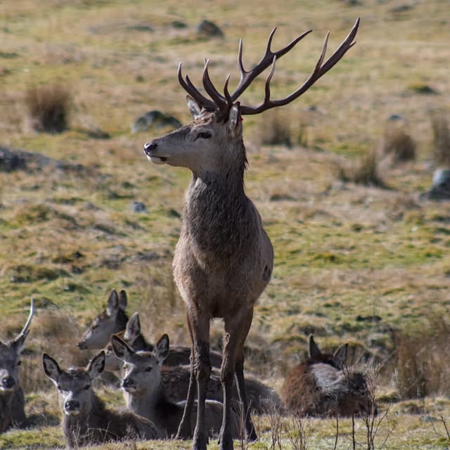 Scotland’s Ruminants Tour — Instagram source 1, image 3, posted by @osuansci