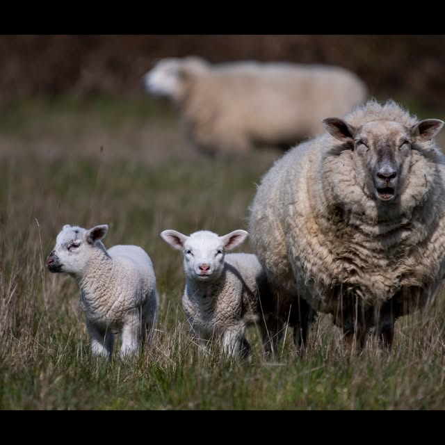 Webinar: Managing the nutritional needs of small ruminant females prior to lambing or kidding event flyer from @osuansci